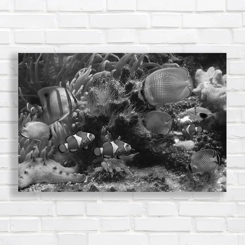 Tropical clown fish - clown,