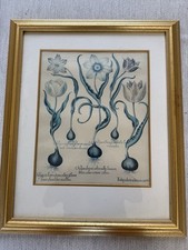 PAIR Large Botanical Prints, 17th Century Facsimile Certified By British Library