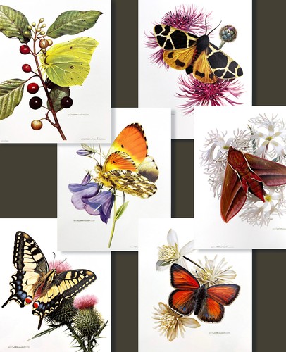 Carl brenders butterfly - carl,