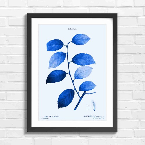 Botanical willow branch - branch, study