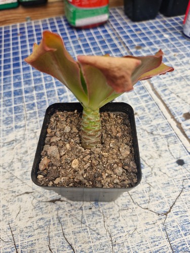 Aeonium undulatum - aeonium, |