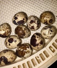 Cotournix Quail H****g Eggs 12