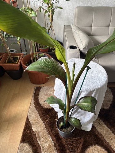 Red banana - banana(, maurelii