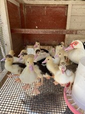 10++ 🐥Muscovy DUCK Hatching