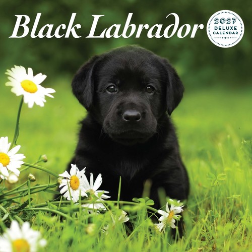 Labrador black 2027 deluxe - labrador,