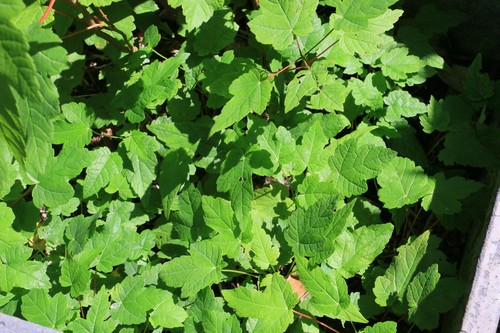 New season sycamore saplings - sycamore, 2