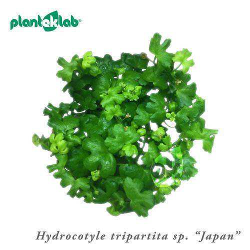Hydrocotyle tripartita japan - tripartita, "japan"
