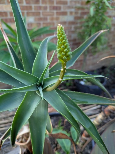 Plant aloe striatula - of,