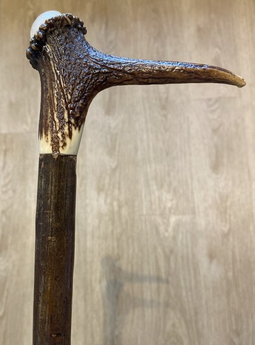 Stag horn hazel - stag, walking
