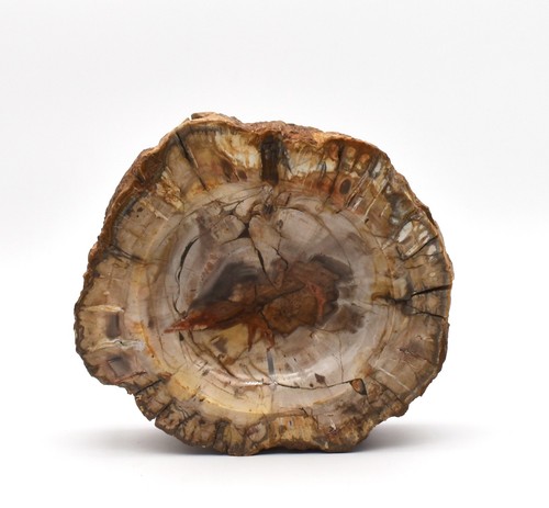 Fossilized tree trunk wood - fossilized,