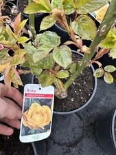 POTTED ROSE 'CLIMBING ARTHUR