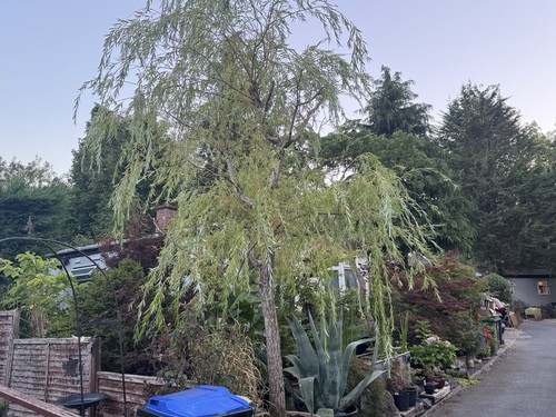 Golden weeping willow tree - weeping,