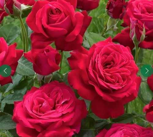 Rose dame coeur one year - rose,