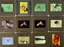 Collection of Vintage 35mm