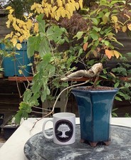 English Oak Bonsai Tree semi