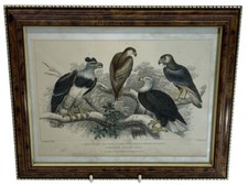 White Headed Sea Eagle Great Harpy Eagle Chilean J Stewart Blackie J Brown 1855