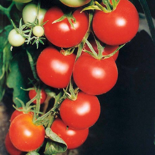 Tomato tamina 50 seeds - tamina,