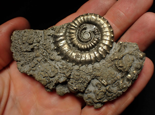 Large crucilobiceras pyrite - crucilobiceras,