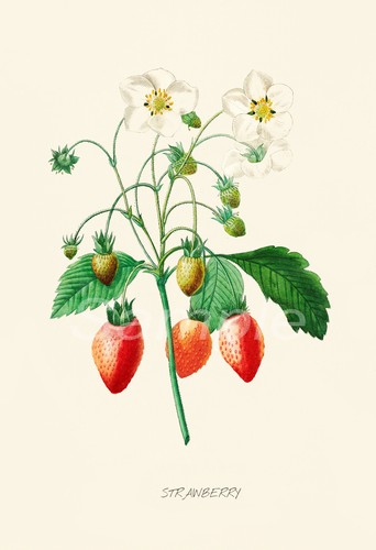 Strawberries vintage botanical - strawberries,