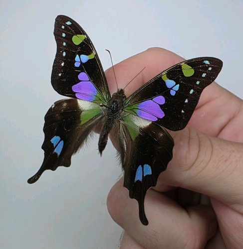 Graphium weiskei set - graphium,