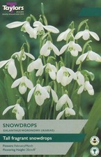 Galanthus woronowii. (aka: snow drops) 12 bulbs per pack. ML762.