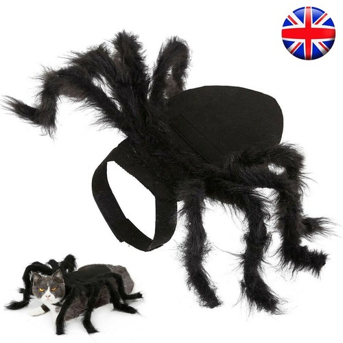 Halloween black spider pet - halloween,