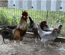 Blue (BBS) Partridge Leghorn