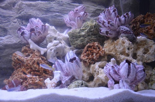 Fish tank rock natural - tank,