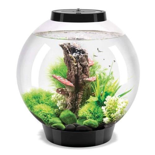 Biorb classic aquarium - classic, fish