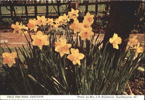Vintage postcard field - postcard, end