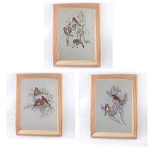 Vintage John Gould Bird Print