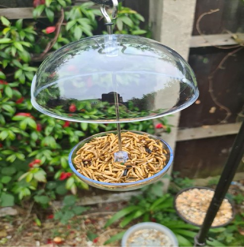 Hanging bird feeder - bird,