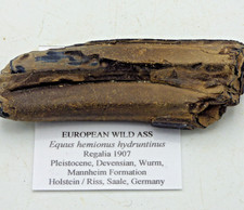Ice Age Fossil European Wild Ass Tooth Equus Hemionus Hydruntinus Saale Germany