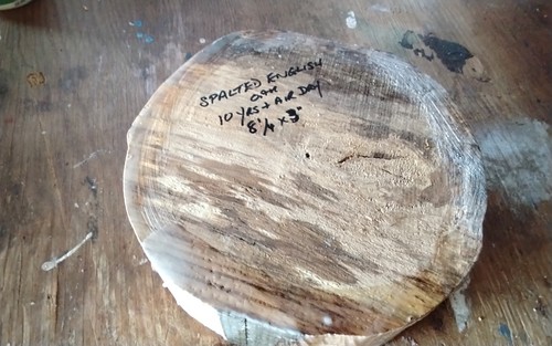 Spalted english oak year - spalted,