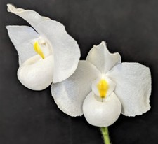Paphiopedilum delenatii alba, orchid,lovely mottled leaves, delightful FRAGRANCE