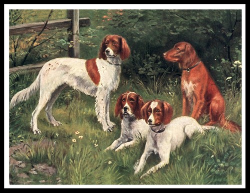 Irish red and white - red, setter
