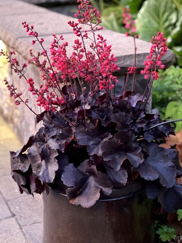 Litre heuchera black - 1x, 2