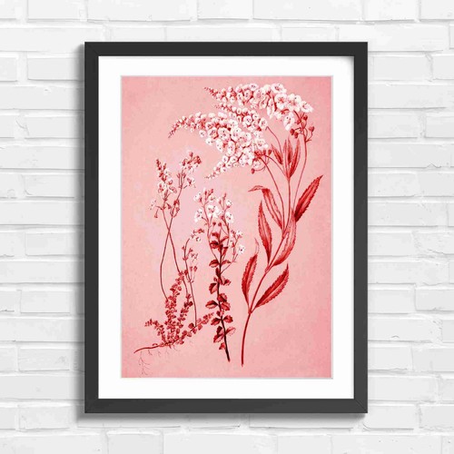 Delicate white wildflower - white,