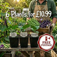6x French Bean Plug Plants |