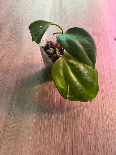 Hoya macrophylla bai bau - hoya,