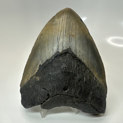 Megalodon shark tooth 81 - megalodon,