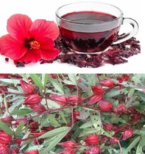 Hibiscus Sabdariffa | 30+ seeds | Roselle Tea | Belchanda | Same Day Dispatch