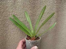 Rare Paphiopedilum