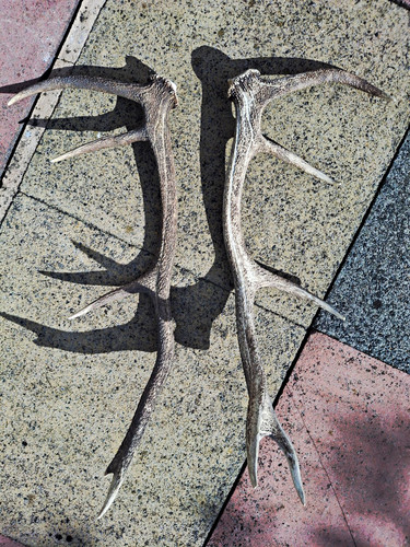 Pair red deer antlers - pair,