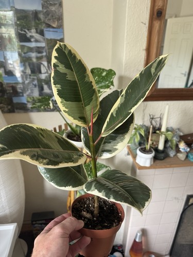 Ficus elastica tineke indoor - ficus,