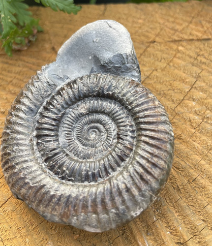 Dactylioceras ammonite fossil - dactylioceras,