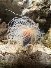 WYSIWYG Large White/Brown Tube