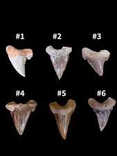 Palaeocarcharodon Shark Tooth