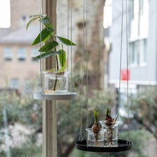 Glass Propagation Vase for