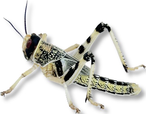 Premium live locusts large - live,